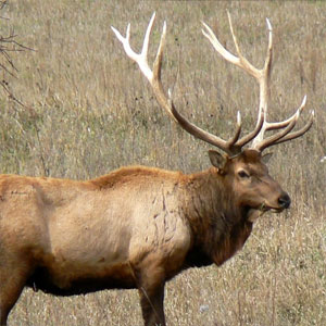 elk